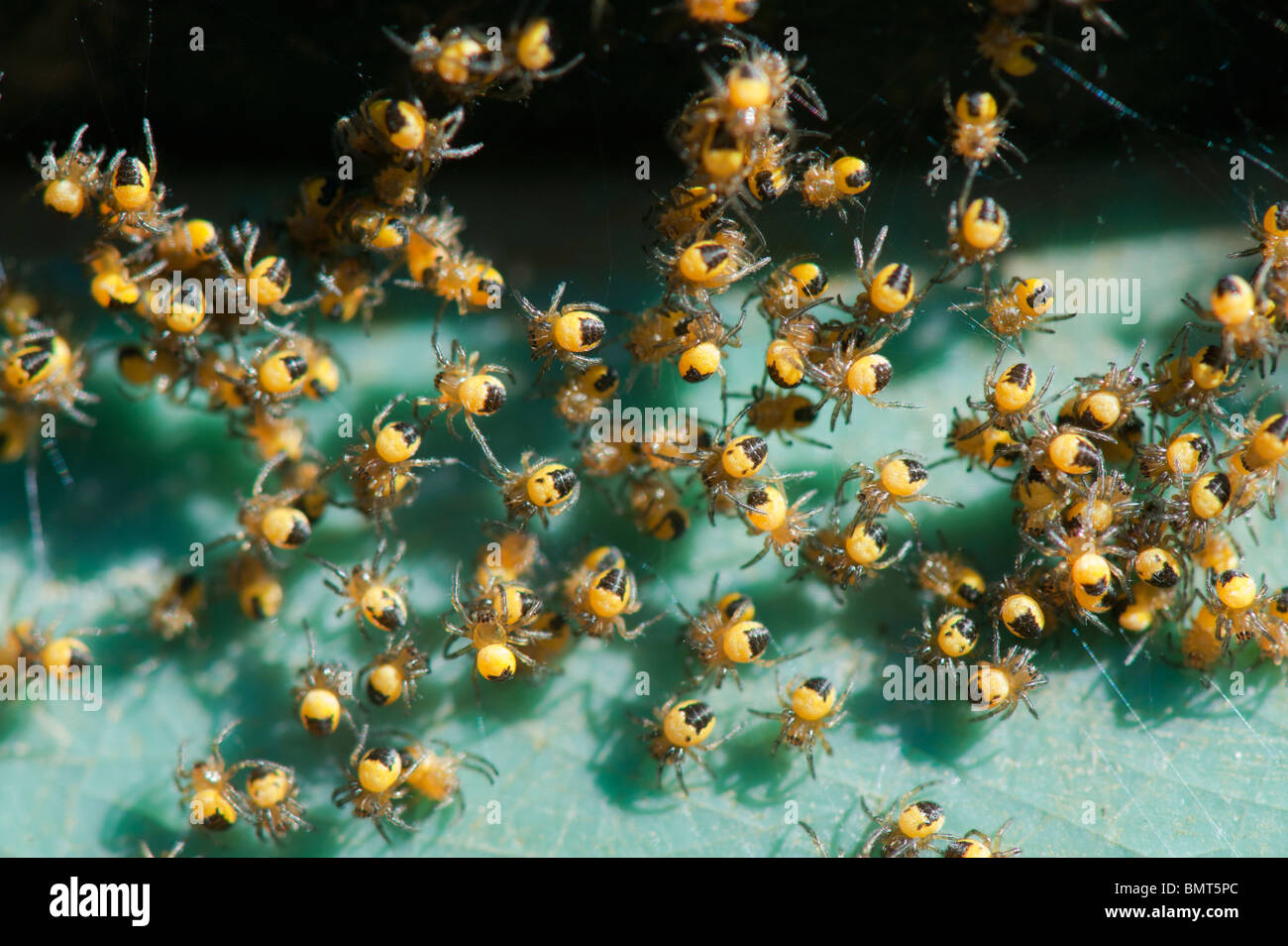 Araneus Diadematus. Junge Kreuz Orbweaver Spinnen Makro Stockfoto