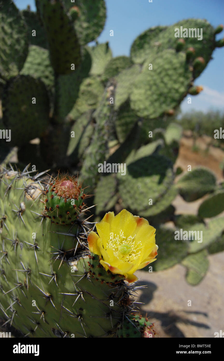 Feigenkaktus (Nopal) in voller Blüte. Stockfoto