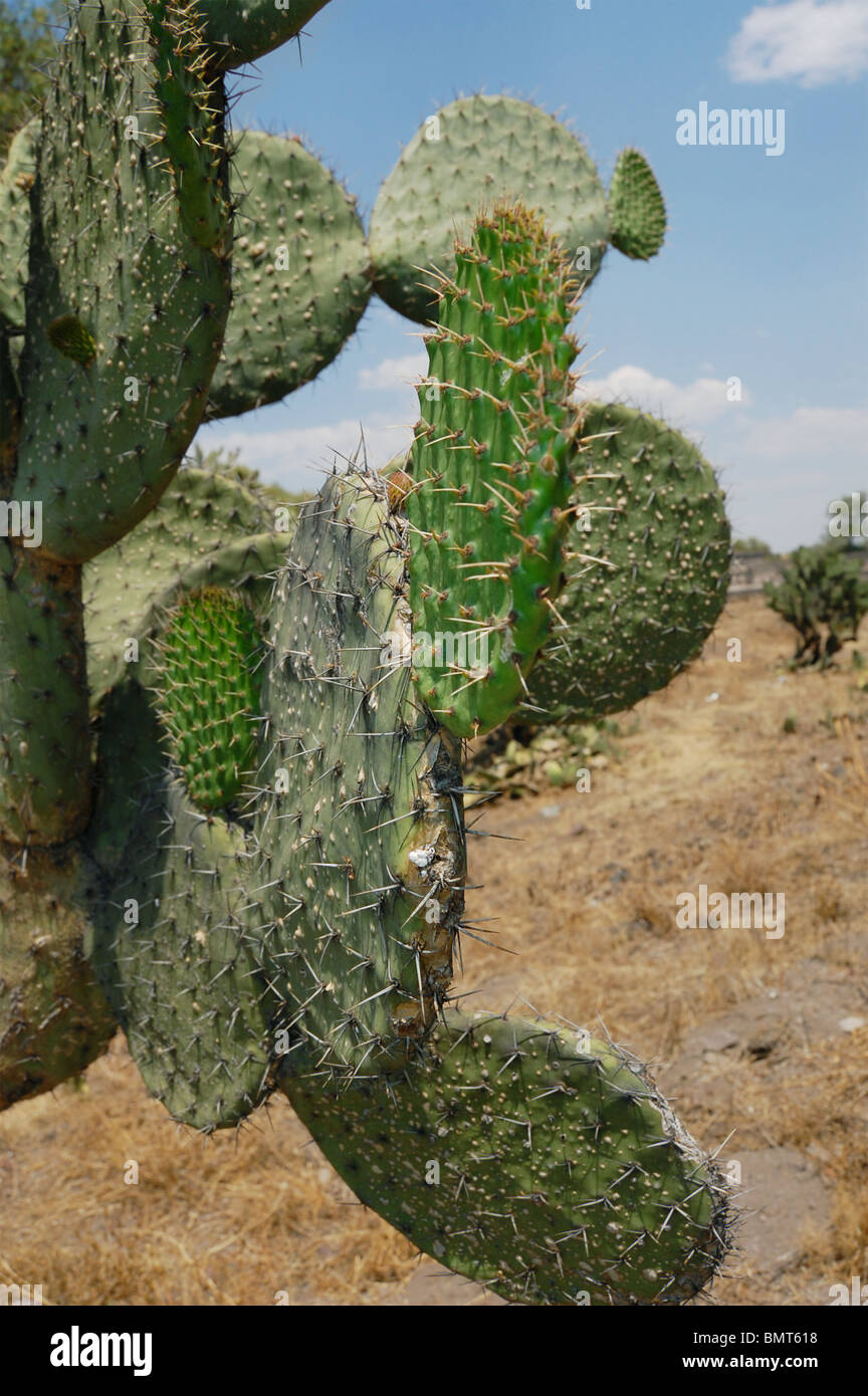 Feigenkaktus (Opuntia) in Teotihuacan, Mexiko. Stockfoto