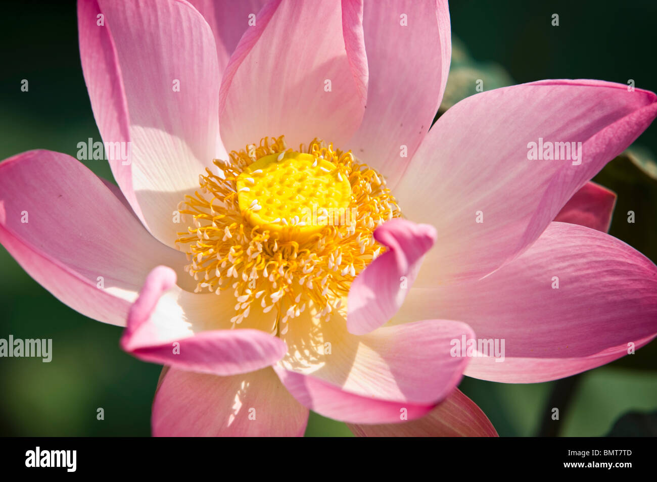 Ein rosa Lotusblume (Nelumbo Nucifera) Stockfoto