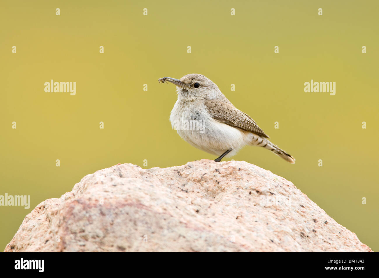 Rock Wren mit Spinne Stockfoto