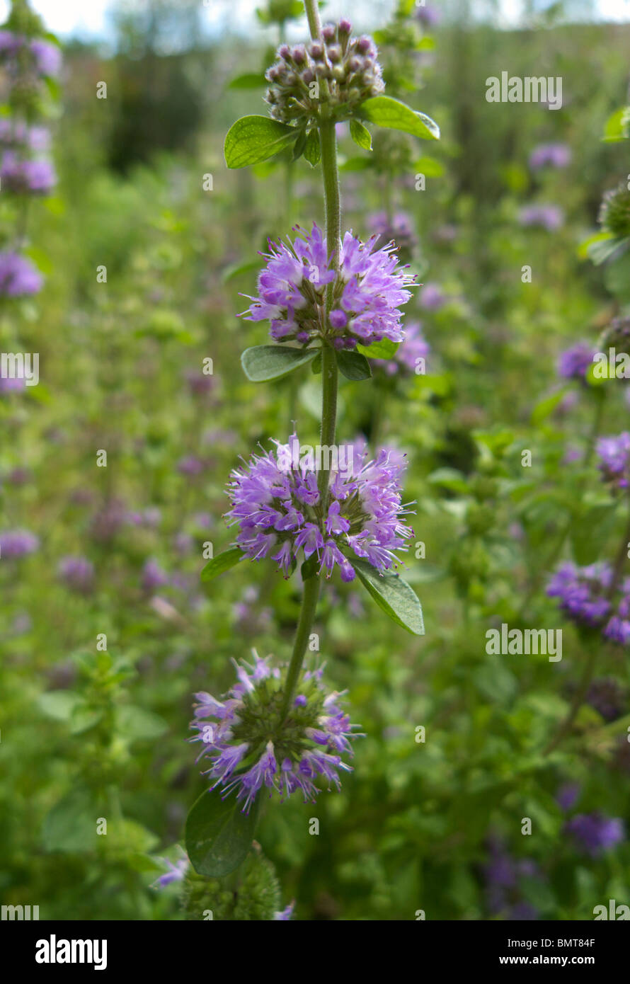 Poleiminze Mentha pulegium Stockfoto