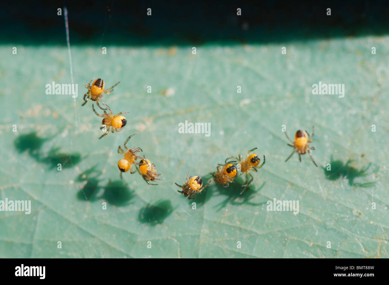 Araneus Diadematus. Junge Kreuz Orbweaver Spinnen Makro Stockfoto