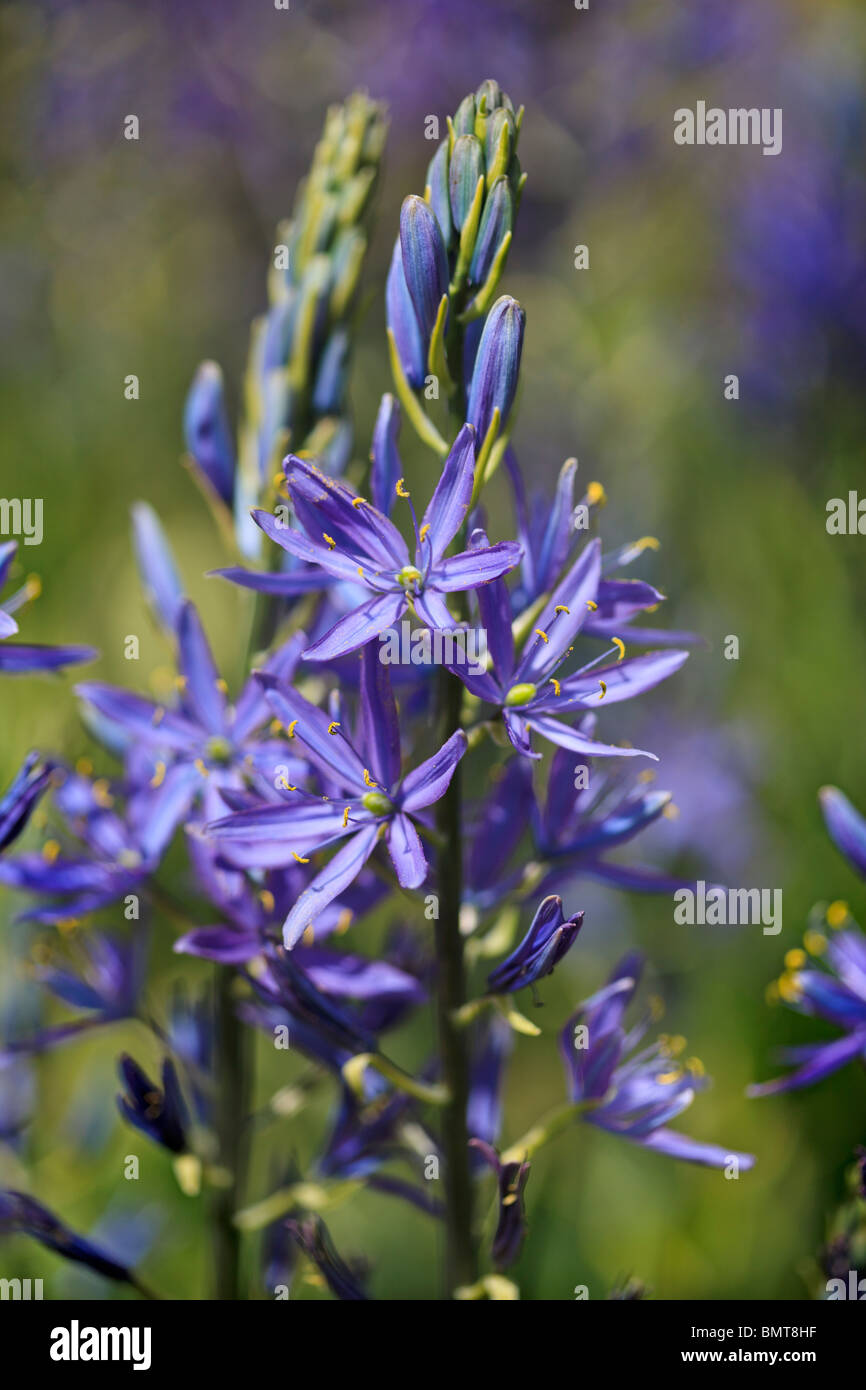 Camassia - spikey blauen Frühlingsblumen Stockfoto