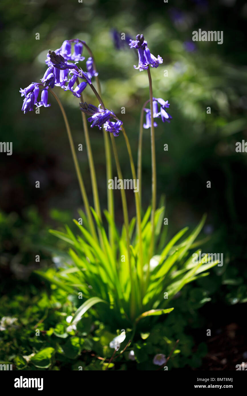 Frühling - Glockenblumen Stockfoto