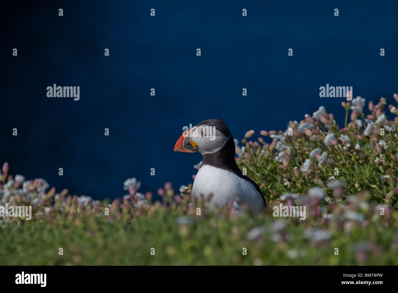 Papageitaucher auf Skomer Island Pembrokeshire, Wales, umgeben von Meer Campion Blumen Stockfoto