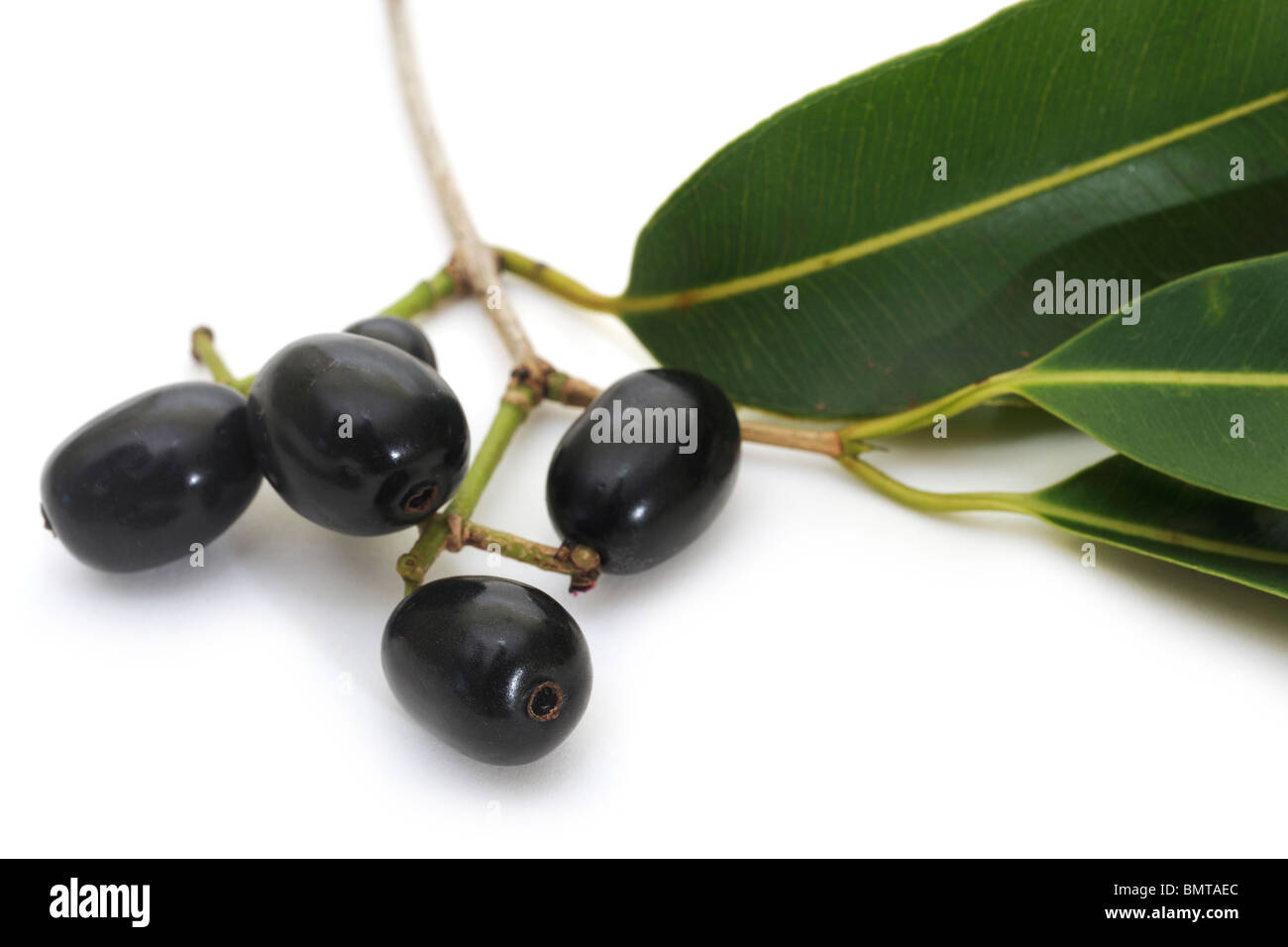 Reife Früchte der Bewohner (Syzygium Cumini) mit Blättern Stockfoto