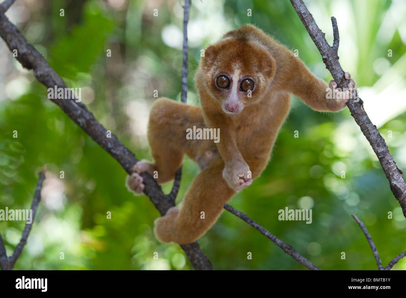 Männliche Bornean Slow Loris Nycticebus Menagensis ruht auf Zweig