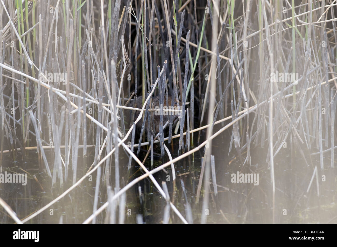 Seltener Anblick der Schermaus (Arvicola Amphibius) in den Schilfgürtel am RSPB Rainham Marshes, Essex, England. Stockfoto