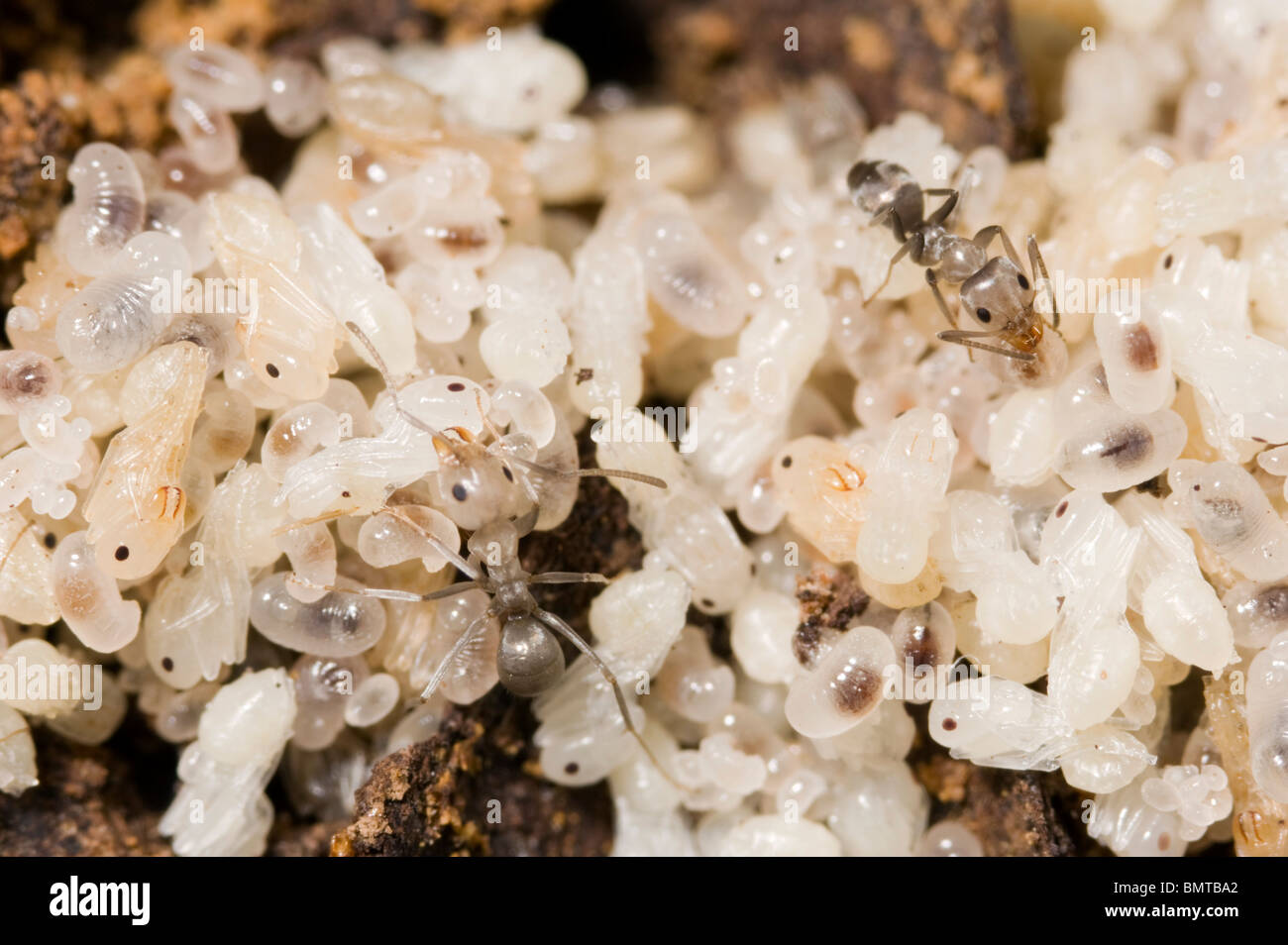 Ant-Familie eine Termite-Nest Stockfoto