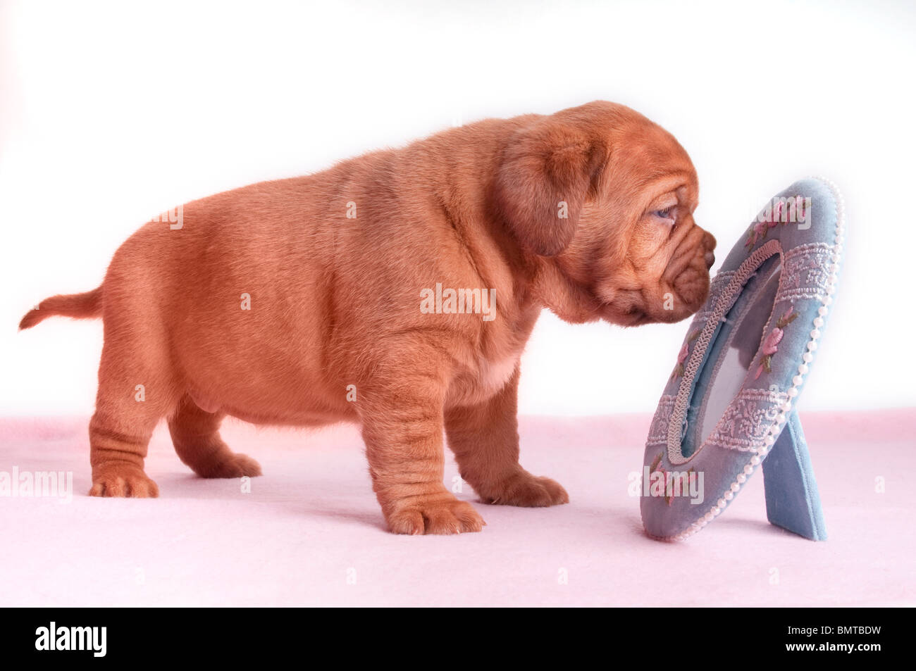 Einen Monat alt Welpen Dogge de Bordeaux in den Spiegel Stockfoto