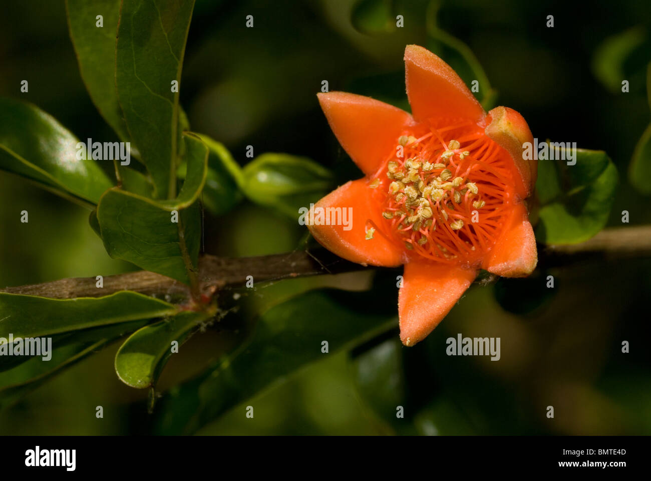 Granatapfel - Punica Granatum Blüte oder Blume Stockfoto
