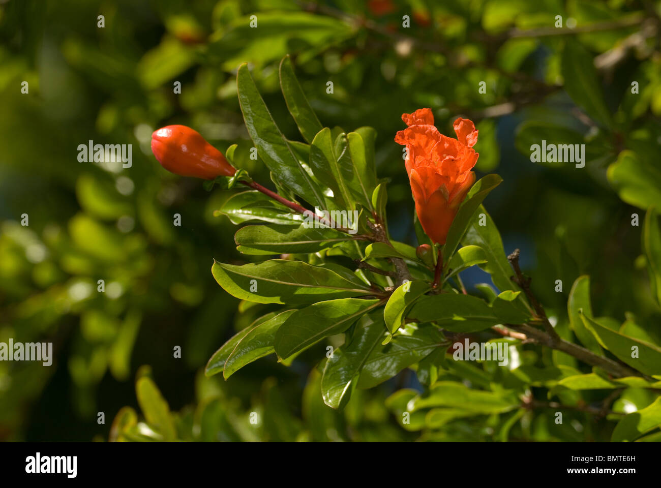 Granatapfel - Punica Granatum Blüte oder Blume Stockfoto