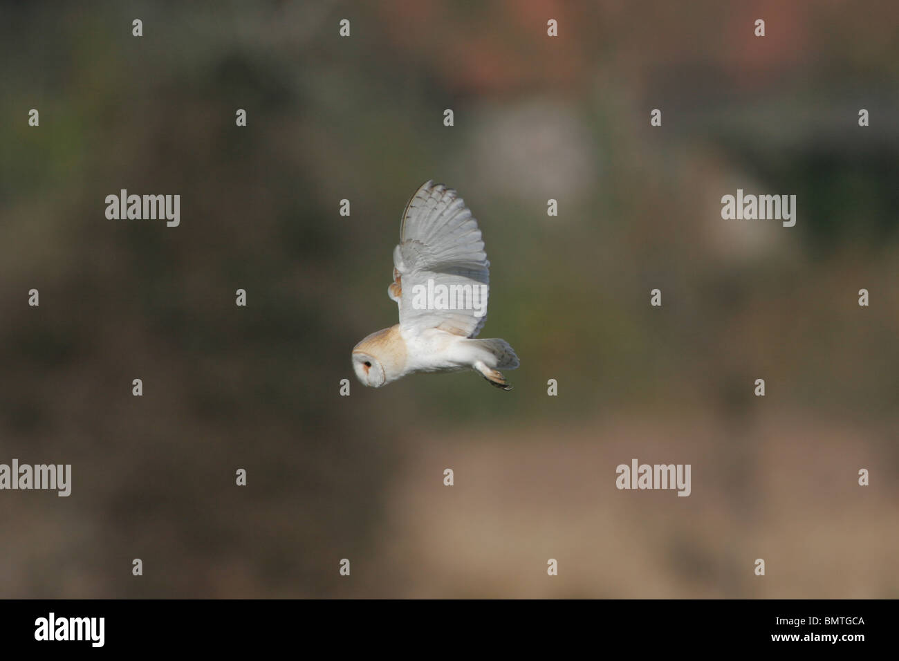 Schleiereule, Tyto alba, Liebling Großbritanniens Eule, Norfolk, Großbritannien. Stockfoto