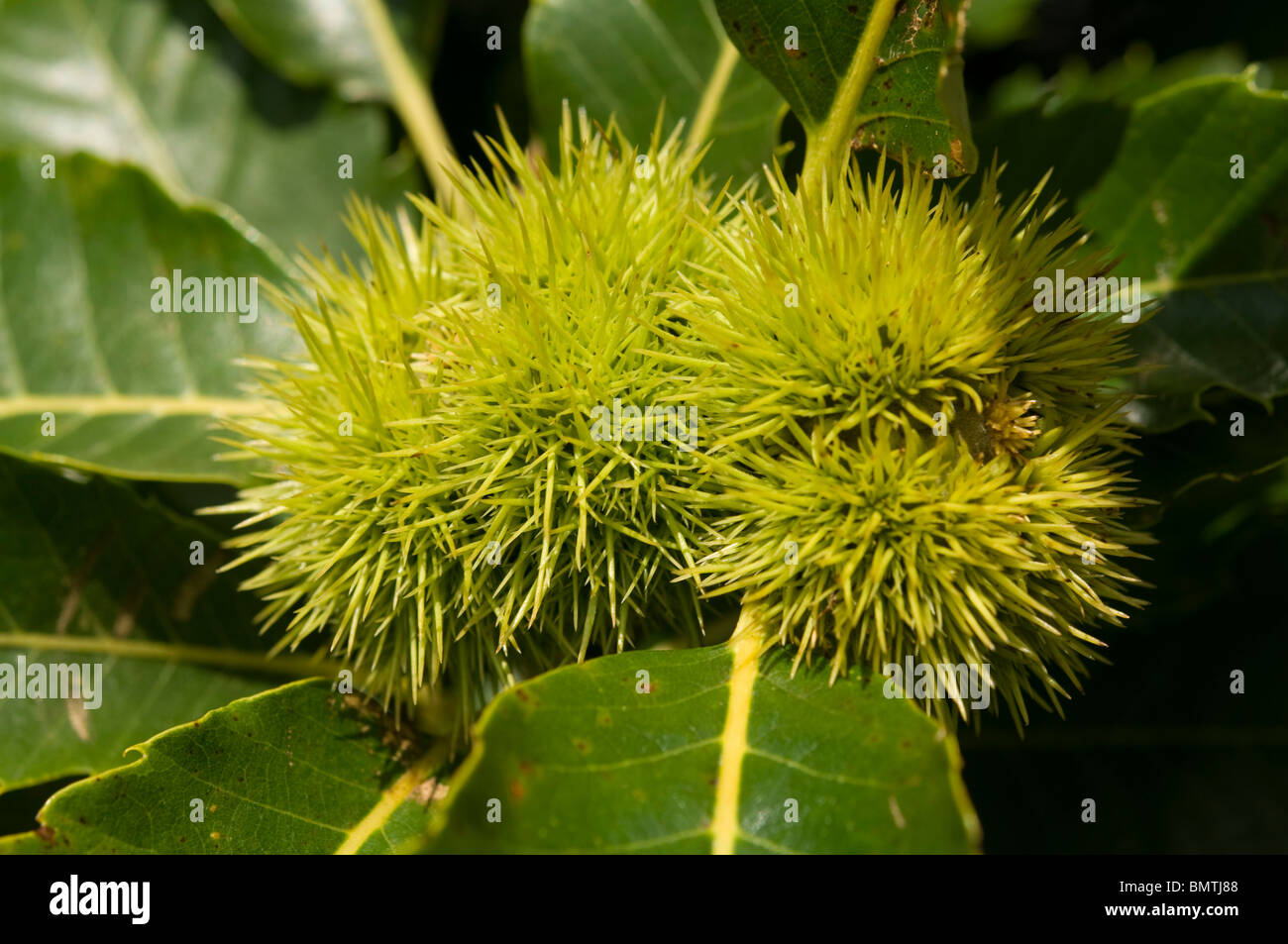 Sweet Chestnut, Castanea Sativa; Bretagne, Frankreich, Europa Stockfoto