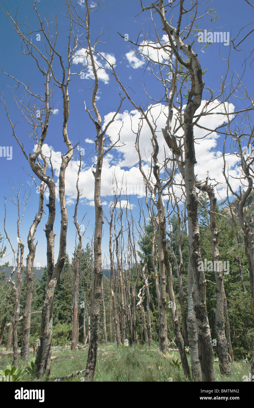Weiße Wolken durchqueren einen blauen Himmel in den White Mountain Wilderness, Lincoln National Forest, in der Nähe von Ruidoso, New Mexico. Stockfoto