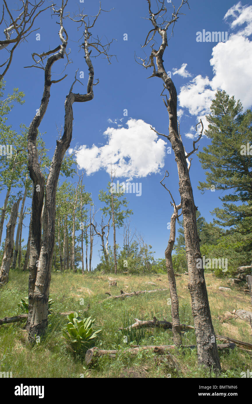 Weiße Wolken durchqueren einen blauen Himmel in den White Mountain Wilderness, Lincoln National Forest, in der Nähe von Ruidoso, New Mexico. Stockfoto