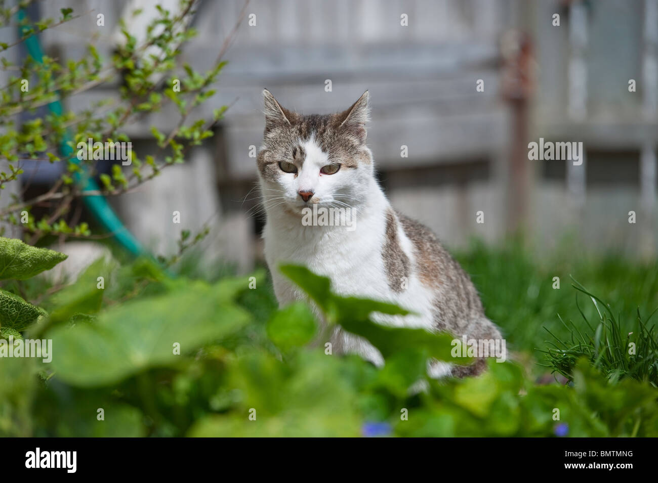 Katze sitzt im Garten, Michigan, USA Stockfoto