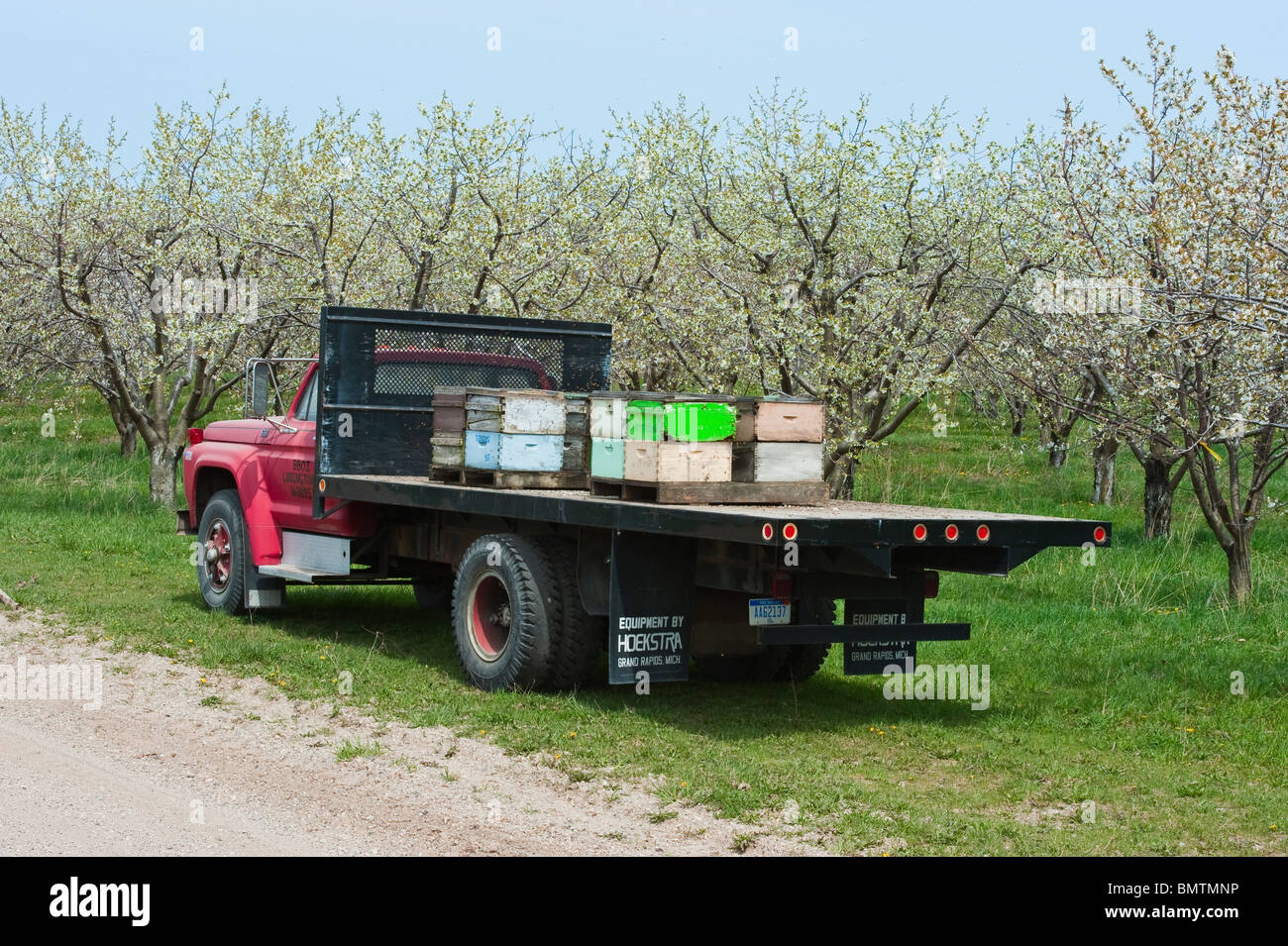 Bienenstöcke auf Tieflader geparkt auf Straße in der Nähe von Kirschgarten im Frühjahr die Blüten bestäuben. Stockfoto