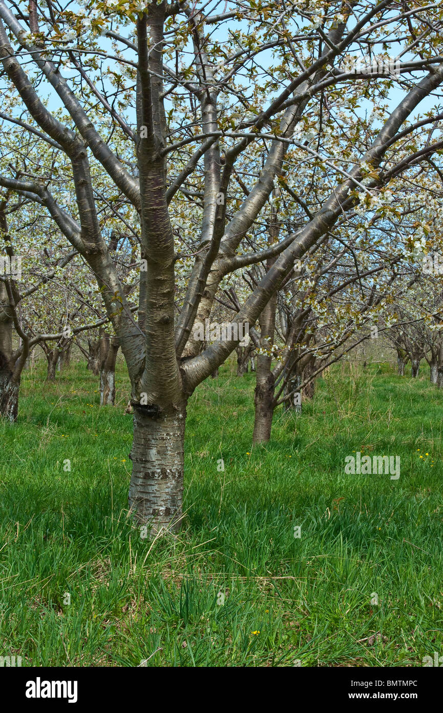 Kirschblüten im Mason county, Michigan Obstplantagen Frühling. Stockfoto