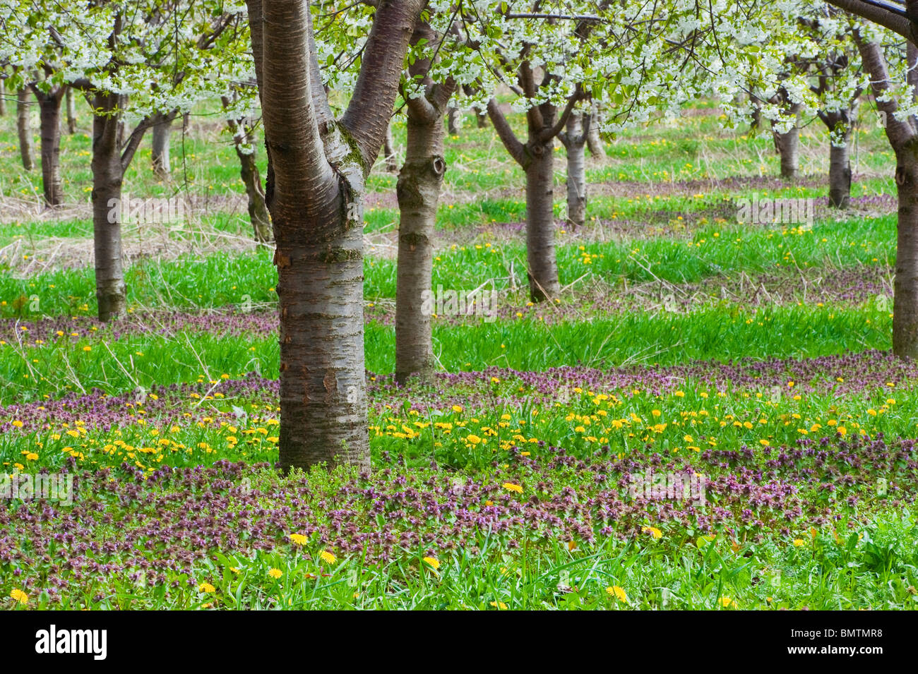 Frühling Kirschblüten im Mason County, Michigan Obstgärten. Fotografie von Jeffrey Wickett, NorthLight Fotografie. https://northlight.blog/ Stockfoto