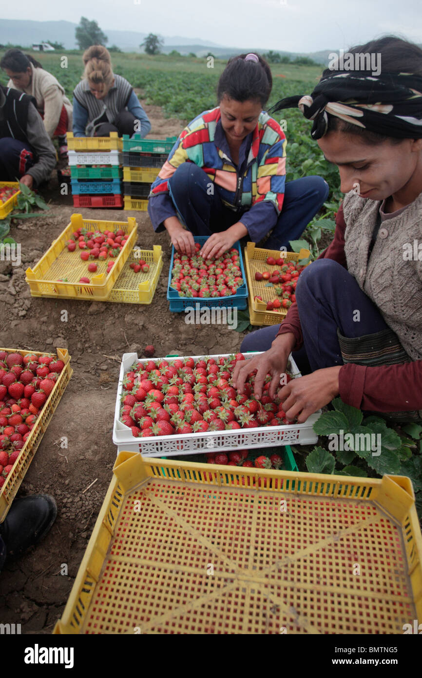 Weibliche Landarbeiter pflückt Erdbeeren, Bulgarien, Mai 2010 Stockfoto