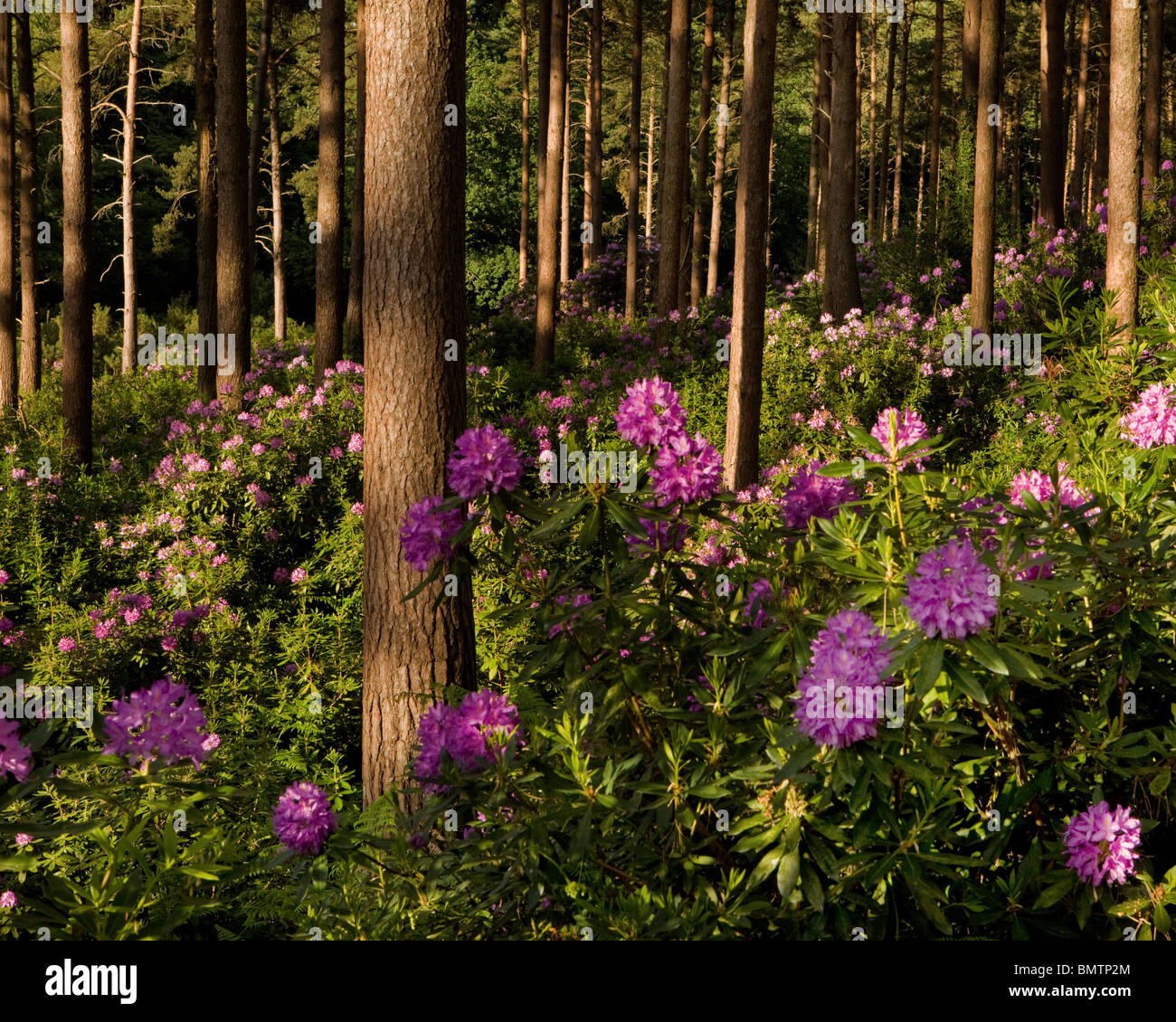 Blühende Rhododendren in der Abendsonne am Bere Wood nr Bloxworth, Dorset, Großbritannien Stockfoto