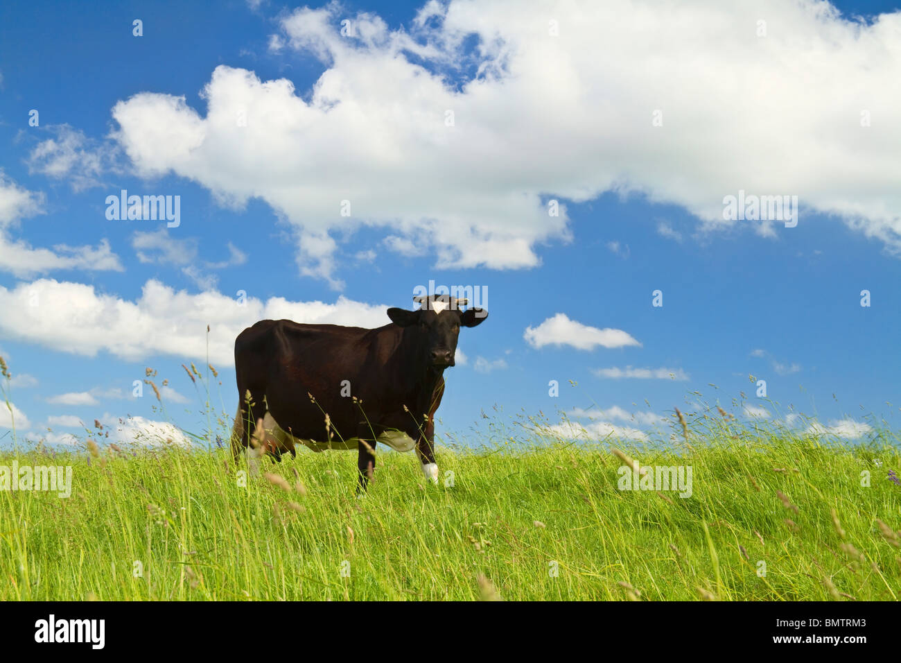 Kuh frisst grass Stockfoto