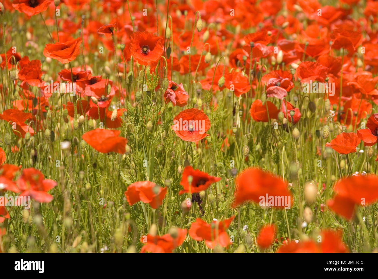 Ein Teppich aus Mohnblumen auf ein Naturschutzgebiet im englischen Worcestershire Stockfoto