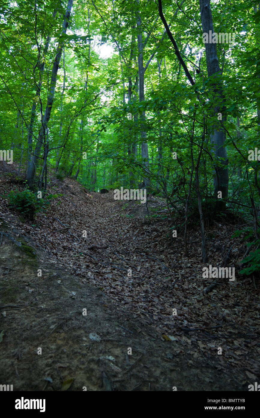 Im Wald Stockfoto