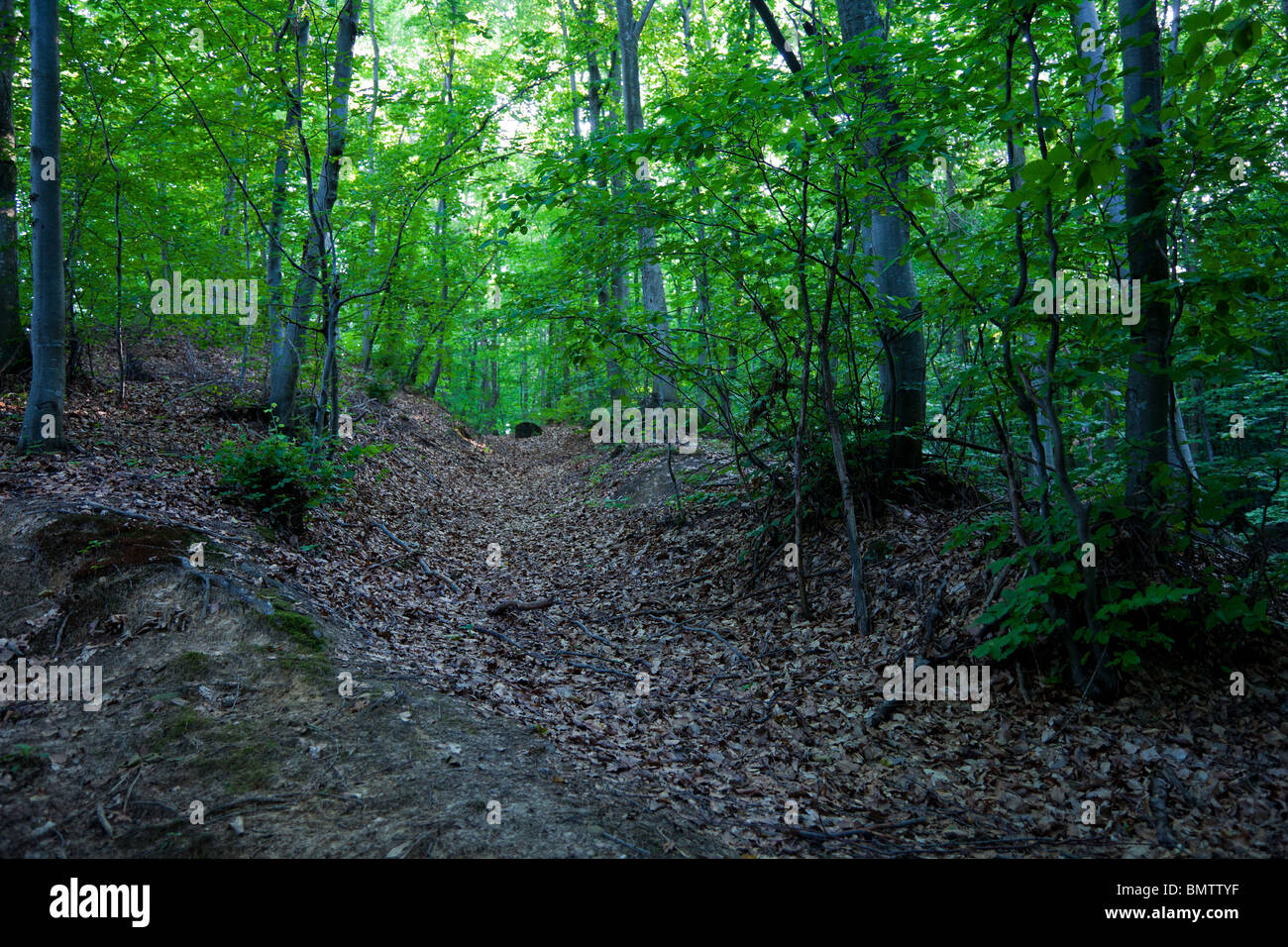 Im Wald Stockfoto