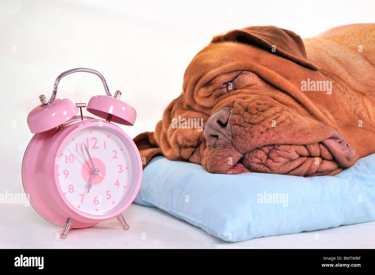 Großer Hund schlafen süß in der Nähe einen Wecker Stockfoto