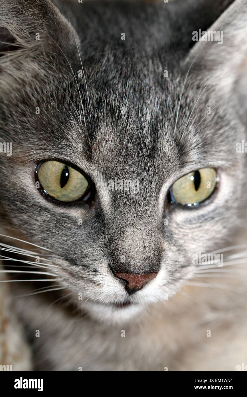 Eine Hauskatze Gesicht in Nahaufnahme Stockfoto