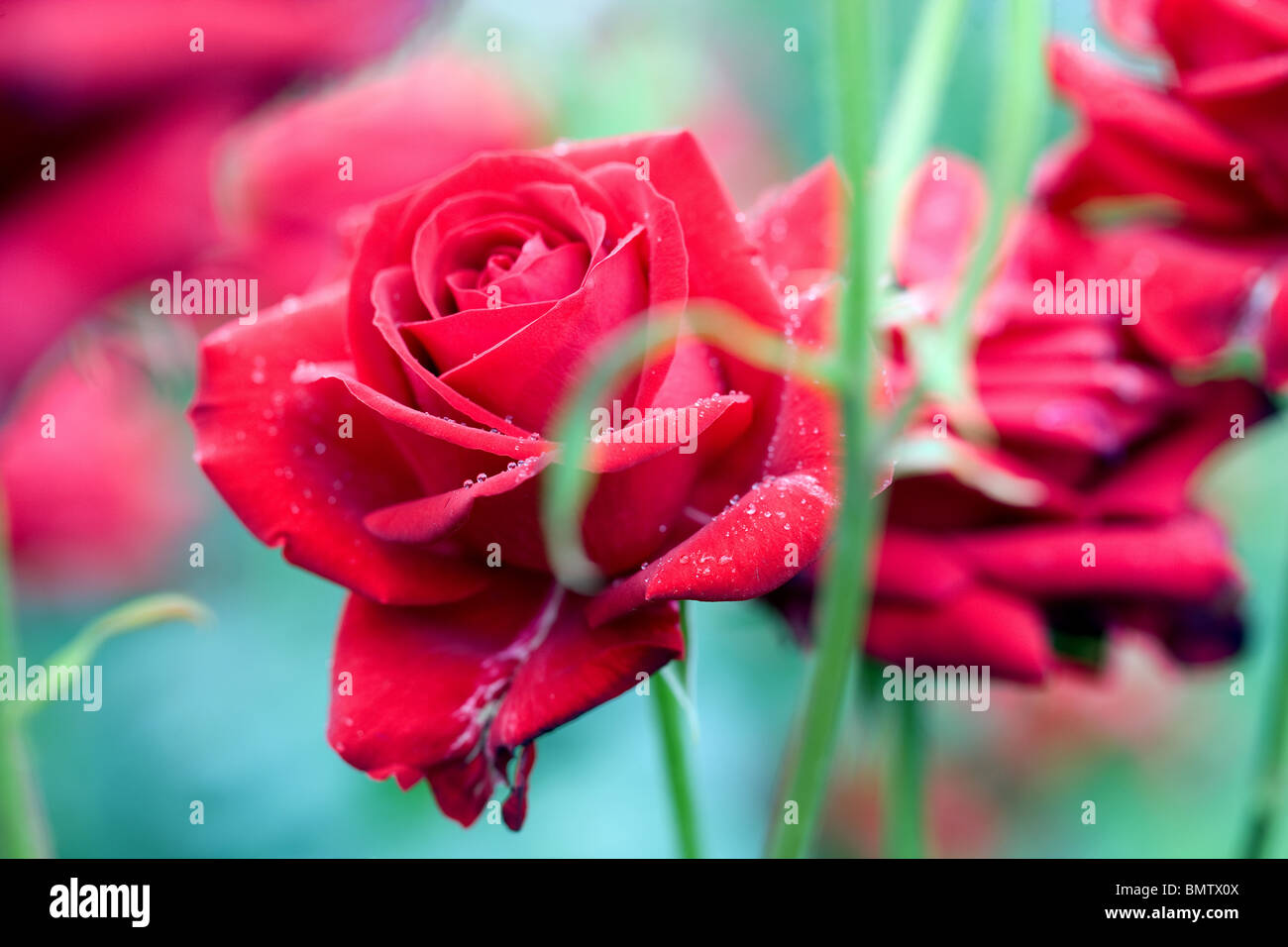 Rosen, Blumen, Hobbys, Garten, grün, Natur Stockfoto