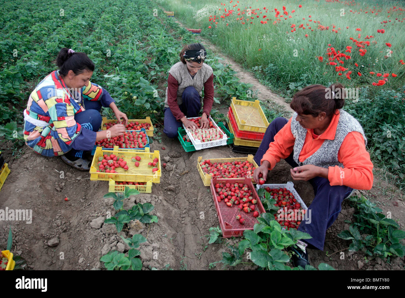 Weibliche Landarbeiter pflückt Erdbeeren, Bulgarien, Mai 2010 Stockfoto