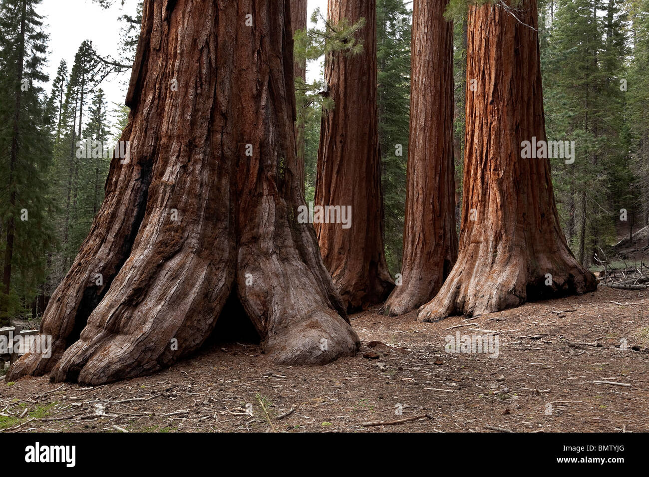 Mariposa Grove Yosemite National Park-CA-USA Stockfoto