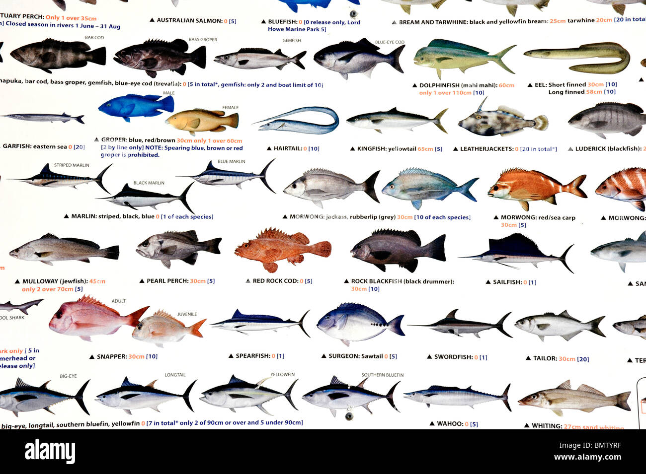 Ein Schild zeigt einige der Fische, die erwischt werden können die der australischen Küste Stockfoto