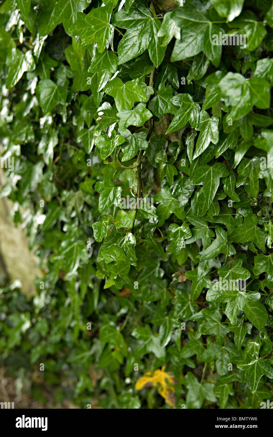 grünen Efeu wächst an einer Wand in england Stockfoto