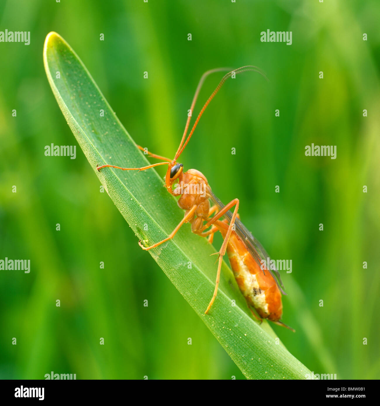 Ichneumon Wasp (Ophion Luteus), Erwachsene auf einem Blatt. Stockfoto