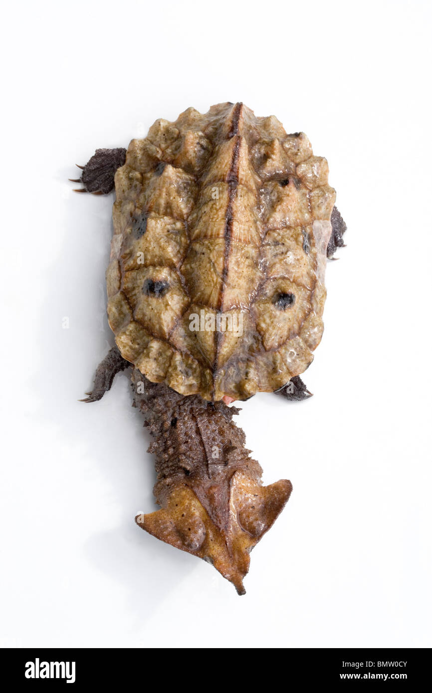 Matamata Schildkröte (Chelys Fimbriatus). Dorsale Ansicht. Stockfoto