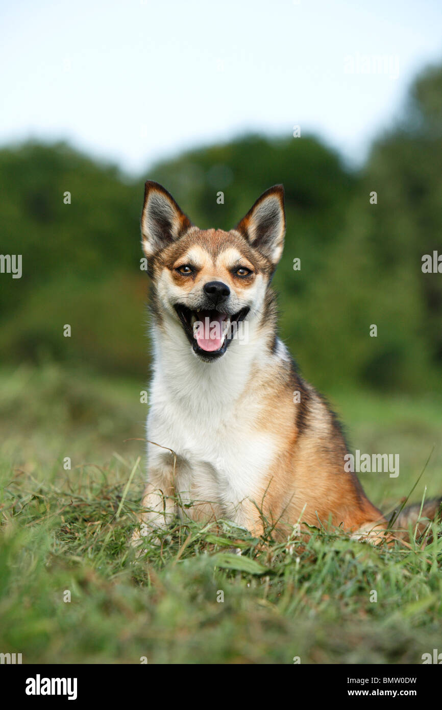 Norwegischer Lundehund (Canis Lupus F. Familiaris), sitzen auf einer Wiese, keuchend, Deutschland Stockfoto