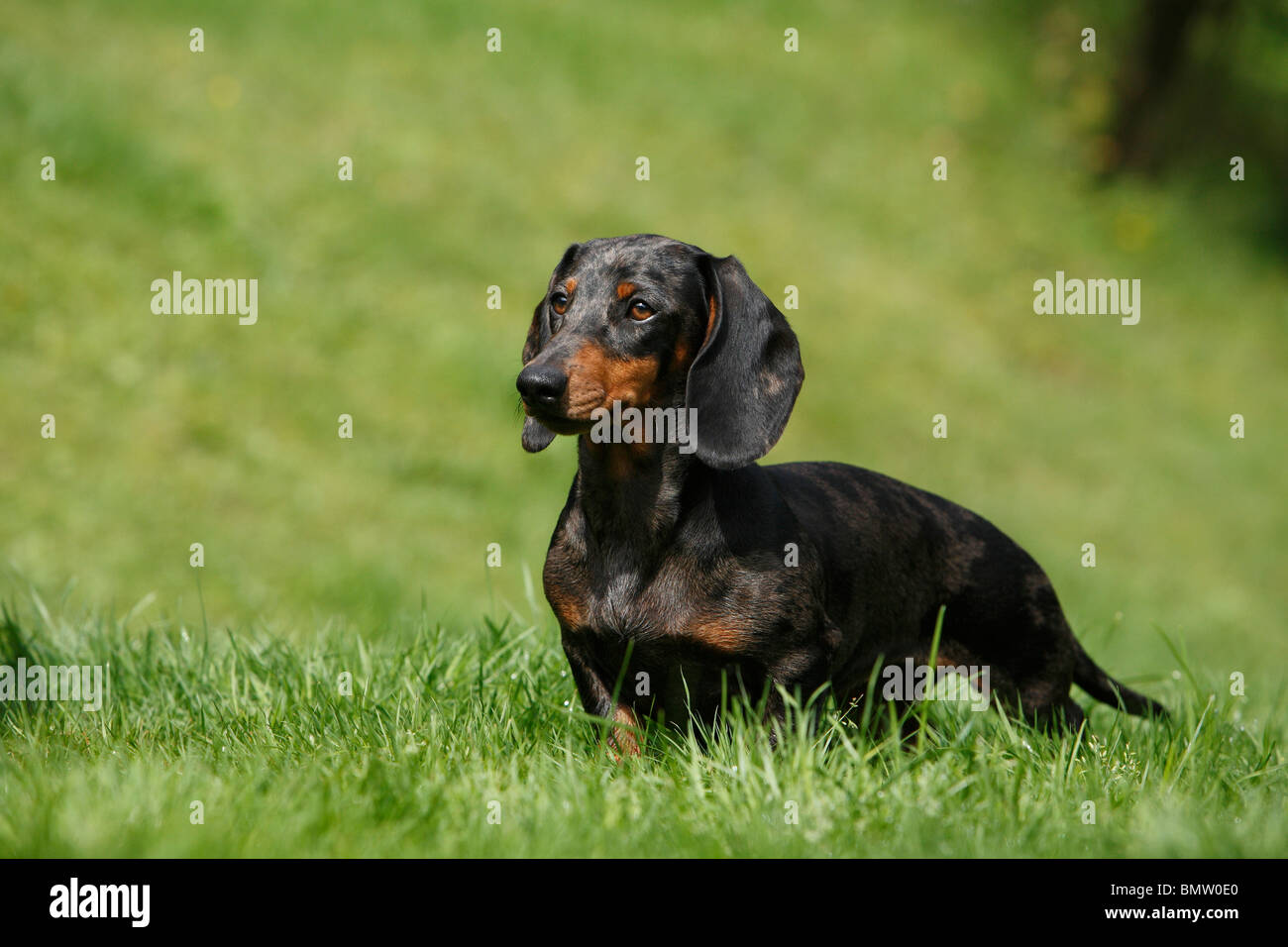 Kurzhaar-Dackel, Kurzhaar-Dackel, Haushund (Canis Lupus F. Familiaris), schwarz und rot, die individuell in einem meado Stockfoto