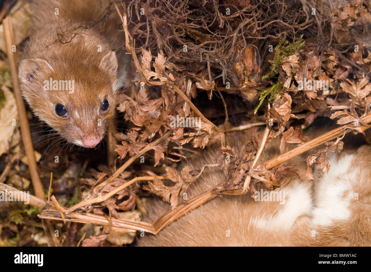 Wiesel (Mustela nivalis). Weibliche größere schlafenden Mann nähert sich innerhalb Zuflucht Nest, unten rechts. Stockfoto