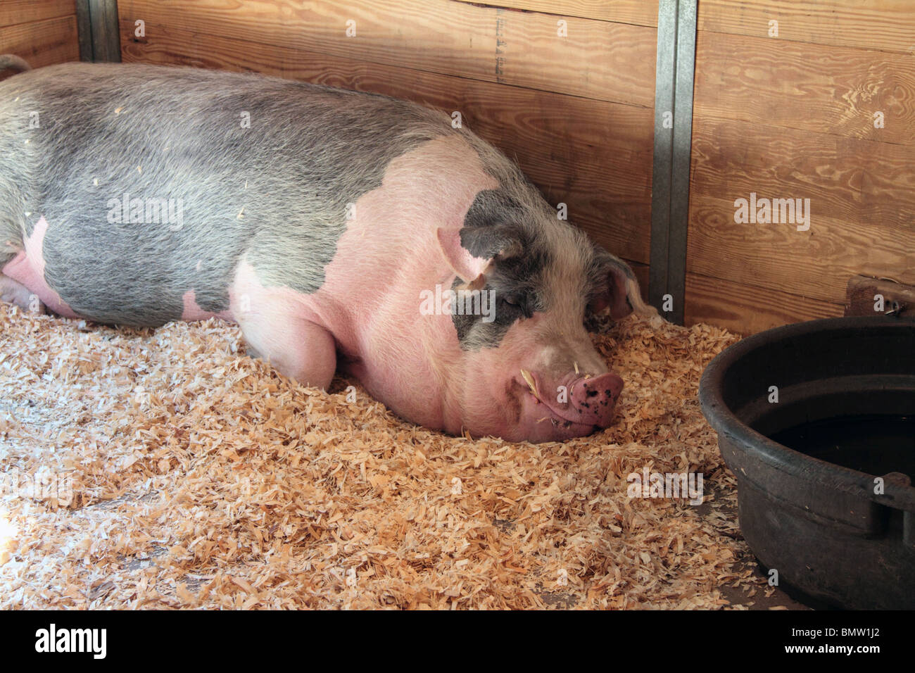 Ein Hausschwein Sus Domestica schlafen in einem Bett aus Holz-Chips. Eine  sehr große rosa und grauen Schwein Stockfotografie - Alamy