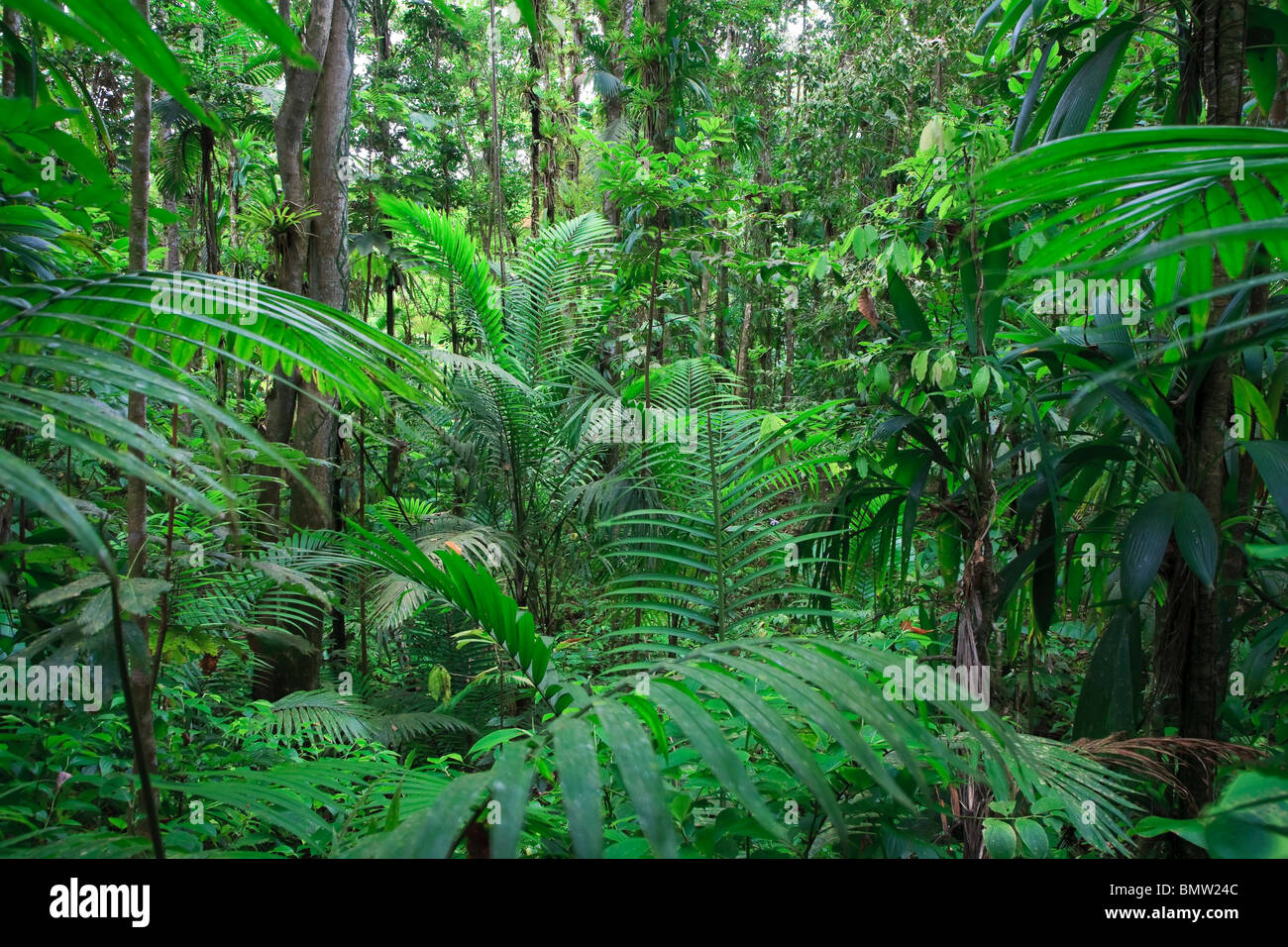 Karibik, St. Lucia, Des Cartier Trail, tropischer Regenwald Stockfoto