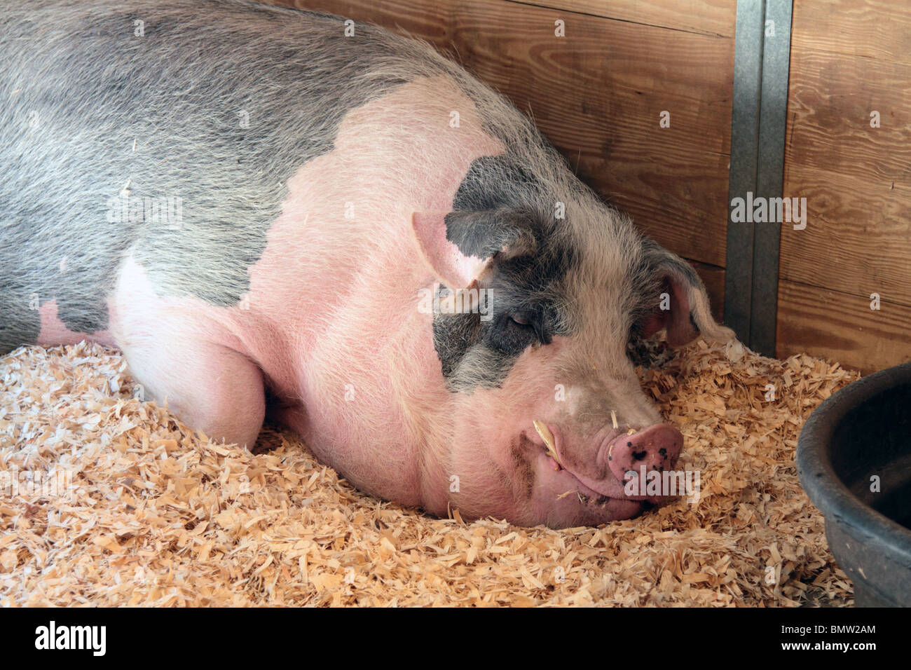 Ein Hausschwein Sus Domestica schlafen in einem Bett aus Holz-Chips. Eine sehr große rosa und grauen Schwein. Stockfoto