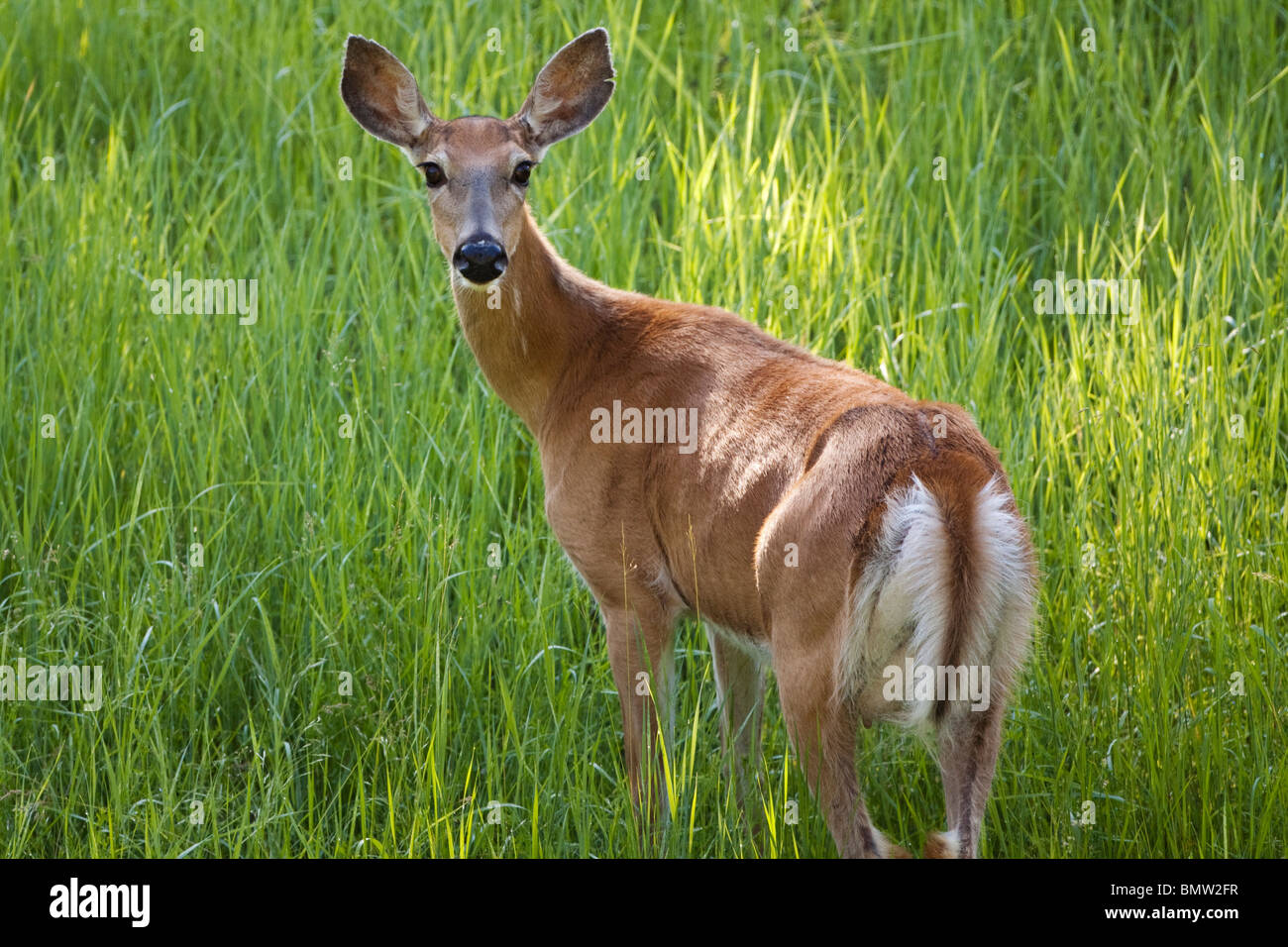 Whitetail Deer Doe Weiden Stockfoto