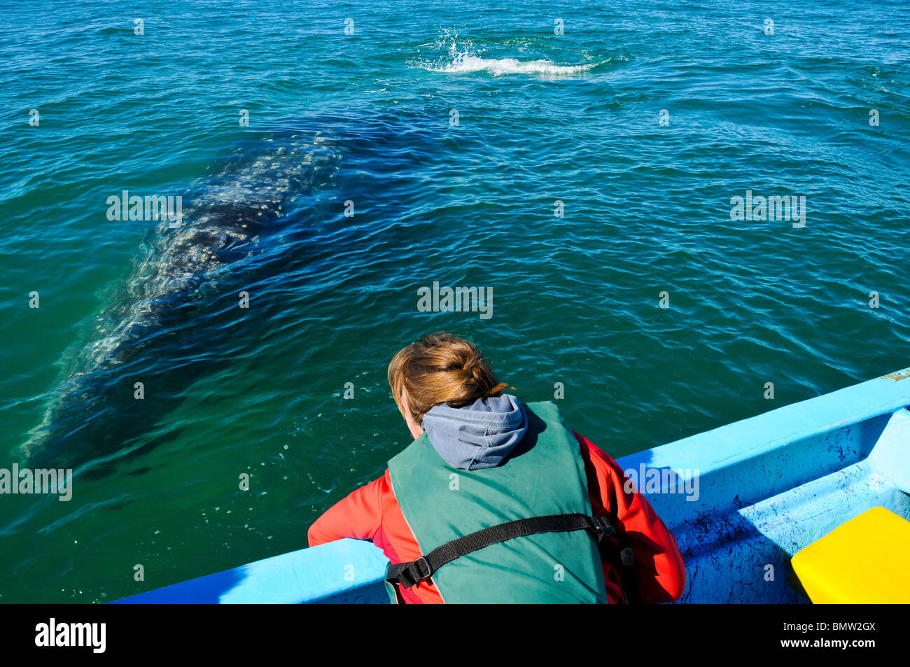 Touristen, die einen Grauwal streicheln Stockfoto