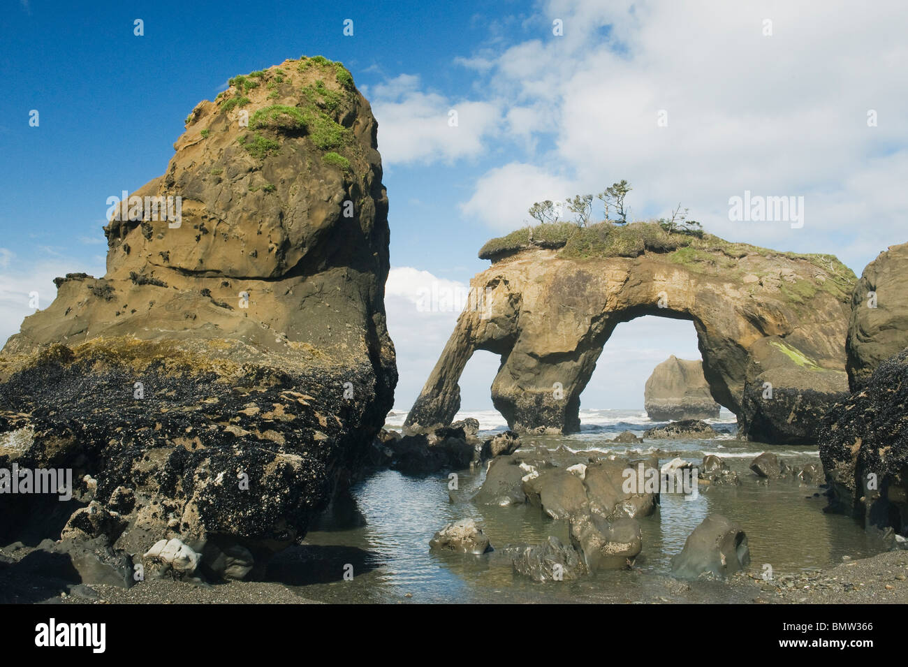 Elephant Rock und Seastacks, die Quinault Indian Reservation, Washington, Pazifikküste USA - Hinweis: Ca. 2010 - im Jahr 2016 zusammengebrochen Stockfoto