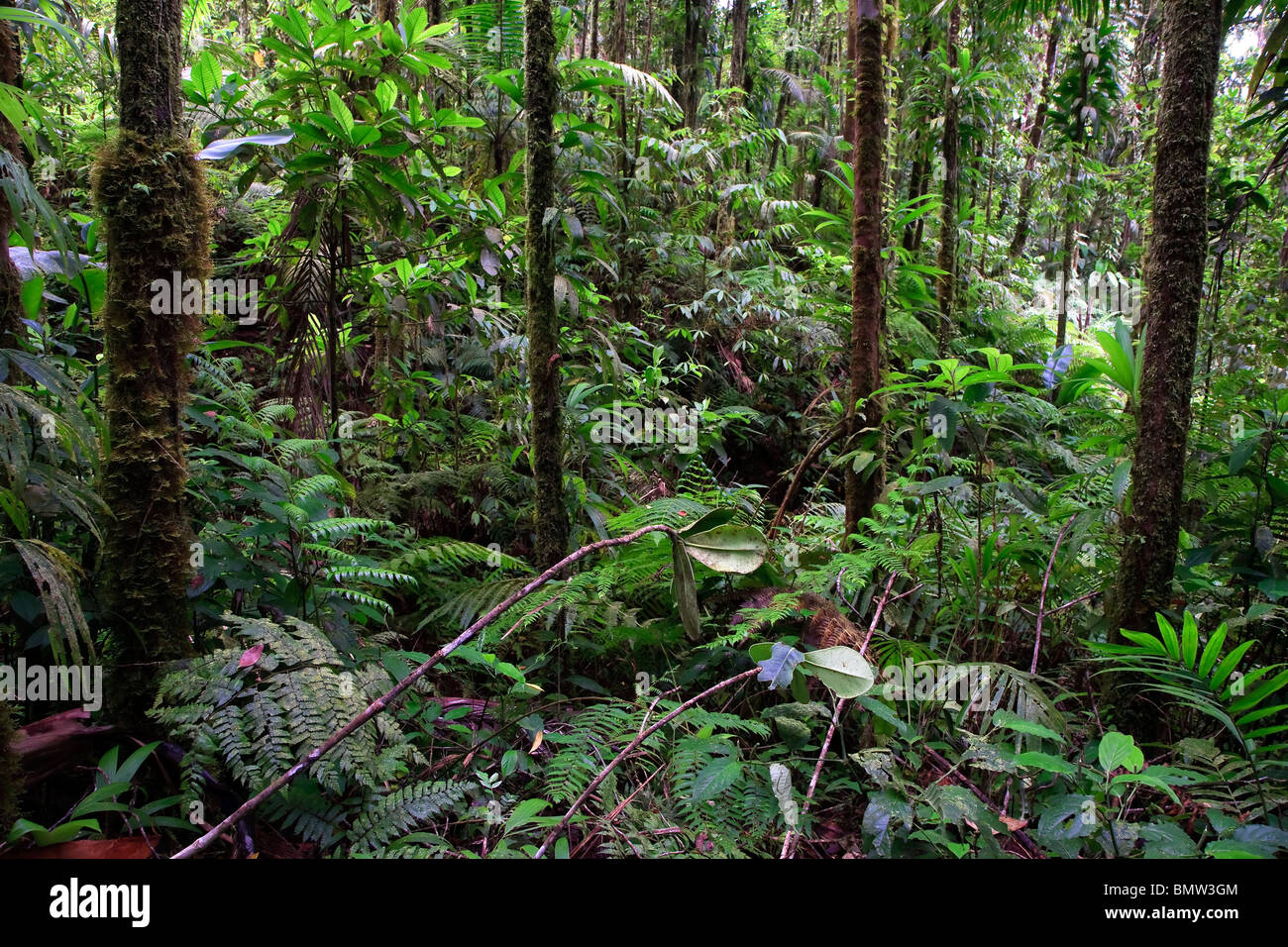 Karibik, St. Lucia, Des Cartier Trail, tropischer Regenwald Stockfoto
